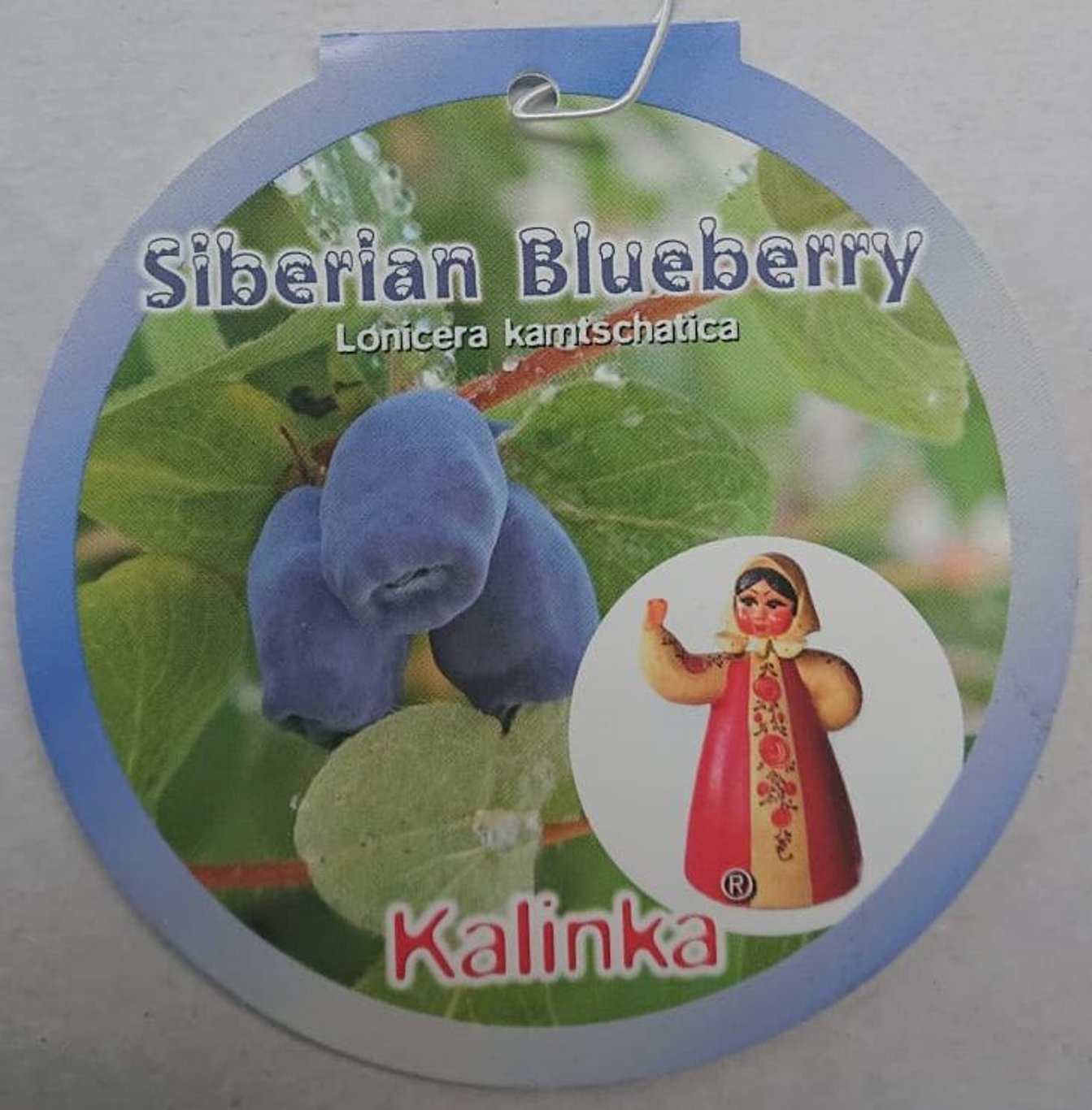 Lonicera kamtschatica 'Kalinka' - C5 40-50 CM